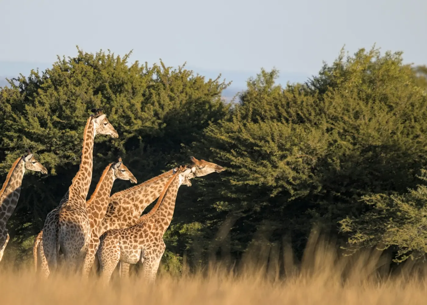 A tower of giraffes among acacias