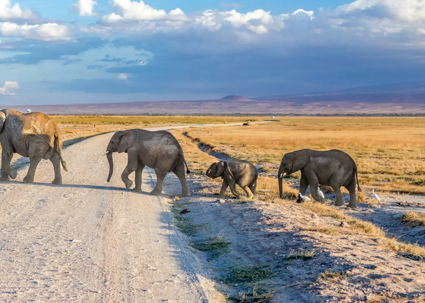 Elephants crossing a dirt road