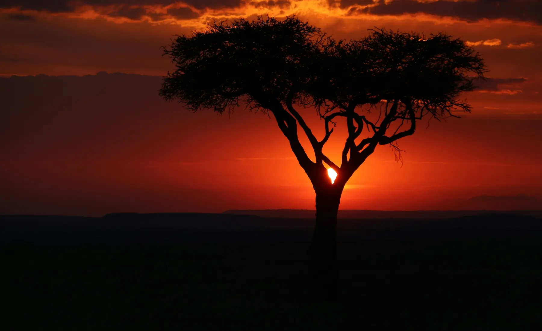 An acacia against a red sky